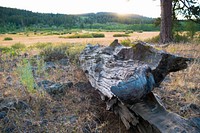 Log and Grassy Prairie-Fremont Winema. Original public domain image from Flickr