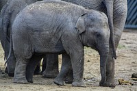 Cute baby elephant. Free public domain CC0 photo.