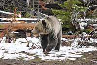 Grizzly bear by Kimberly Shields. Original public domain image from <a href="https://www.flickr.com/photos/yellowstonenps/32359219383/" target="_blank">Flickr</a>