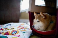 Shiba dog lying near cushion. Free public domain CC0 photo.