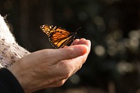 Monarchs need a handOur hope is that through implementing conservation measures on private and public lands, the monarch butterfly won't have to be listed.Photo by Lisa Hupp/USFWS. Original public domain image from Flickr