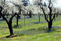 Spring blooms, Oregon.