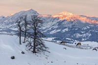 Two elk grazing a ridge during sunsetby Jacob W. Frank. Original public domain image from Flickr