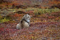 Lynx in a field. Original public domain image from Flickr