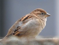 Sparrow. Original public domain image from Flickr