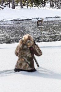 Visitor photographing a coyote fishing in Madison River, USA. Original public domain image from Flickr