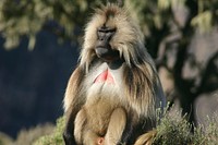 Gelada baboon, Theropithecus gelada. Original public domain image from Flickr