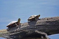 Painted turtles basking in the sun on a logPhoto by Courtney Celley/USFWS. Original public domain image from Flickr