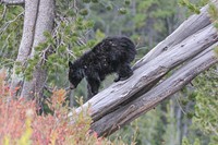 Black bear on Durnraven Pass by Eric Johnston. Original public domain image from Flickr