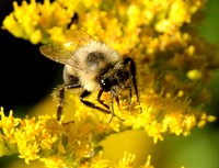 Bumblebee on goldenrod. Original public domain image from Flickr