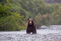 Brown bear fishing in a river. Original public domain image from Flickr