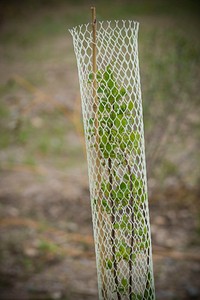 A seedling planted along the banks of Big Spring Creek is protected from wildlife browsing.