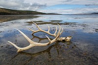 Elk skull, Yellowstone Lake. Original public domain image from Flickr