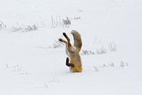 Hunting fox, Hayden Valley. Original public domain image from Flickr