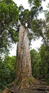 The mighty Totara.