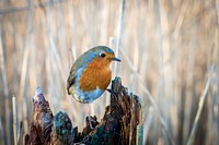 American robin on stump. Original public domain image from Flickr