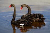 The black swan (Cygnus atratus). Original public domain image from Flickr