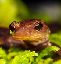 Shenandoah salamander. Free public domain CC0 image.