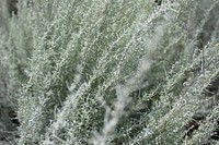 Sand sagebrush (Artemisia filifolia). Original public domain image from Flickr