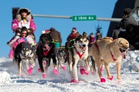 Iditarod 2017The ceremonial start to the 45th annual Iditarod Trail Sled Dog Race was hosted at Anchorage, Alaska, March 4, 2017. For 11 miles, more than 1,150 dogs pulled 72 mushers for the day’s run to Campbell Airstrip. (U.S. Air Force photo/Alejandro Peña). Original public domain image from Flickr