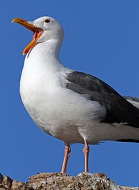 Seagull. Original public domain image from Flickr