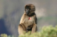 Gelada baboon in the nature. Original public domain image from Flickr