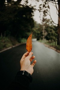 Autumn leaf. Free public domain CC0 photo.