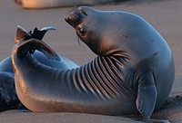 Seal closeup. Original public domain image from Flickr