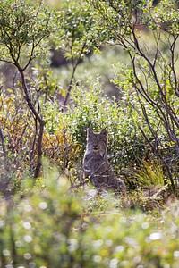 Lynx is sitting in the middle of Denali National Park and Preserve. NPS Photo/David Restivo. Original public domain image from Flickr 