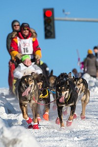 Iditarod 2017The ceremonial start to the 45th annual Iditarod Trail Sled Dog Race was hosted at Anchorage, Alaska, March 4, 2017. For 11 miles, more than 1,150 dogs pulled 72 mushers for the day’s run to Campbell Airstrip. (U.S. Air Force photo/Alejandro Peña). Original public domain image from Flickr