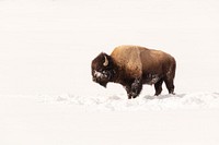 Portrait of a bull bison on a sunny winter day. Original public domain image from Flickr