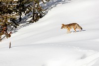 A coyote trots through the snow looking for food by Jacob W. Frank. Original public domain image from Flickr