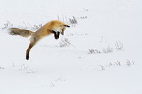 Hunting fox, Hayden Valley. Original public domain image from Flickr