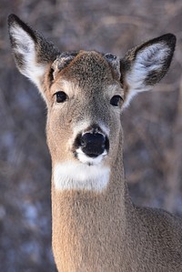 White-tailed deer buck. Original public domain image from Flickr