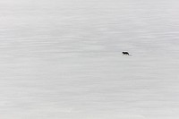 Lone coyote on Yellowstone lake. Original public domain image from Flickr