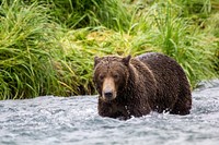 Brown bear fishing in a river. Original public domain image from Flickr