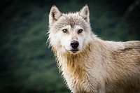 Coastal wolf background. Original public domain image from Flickr