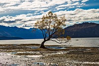 The most photographed tree in New Zealand