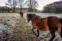 Fell ponies walking in a field. Original public domain image from Flickr