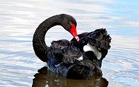 Black Swans are found throughout Australia with the exception of Cape York Peninsula, and are more common in the south. The Black Swan has been introduced into several countries, including New Zealand, where it is now common, and is a vagrant to New Guinea. Original public domain image from Flickr