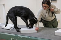 U.S. Department of Agriculture (USDA) Animal and Plant Health Inspection Service (APHIS) National Detector Dog Training Center (NDDTC) Training Specialist Cresandra Anderson demonstrates parcel training with Detector Dog Trainee Harlee, in Newnan, Georgia on April 4, 2019.