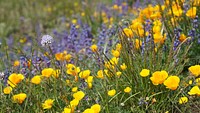 A globe gilia (Gilia capitata) stands among California poppies, lupines, and other wildflowers and grasses. Original public domain image from <a href="https://www.flickr.com/photos/santamonicamtns/33632121005/" target="_blank" rel="noopener noreferrer nofollow">Flickr</a>