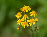 Golden Ragwort flower. Free public domain CC0 image.
