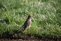 A bird looks for worms on the healthy loose soil at the U.S. Department of Agriculture (USDA) Headquarters People's Garden in Washington, D.C., Wednesday, April 5, 2017.