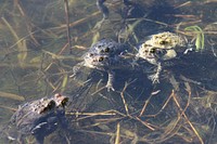 American Toads MatingWe spotted a large group of American toads loudly calling and mating in a Minneapolis wetland. Look closely and you'll see long strings of small, dark eggs. One female can lay up to 20,000 eggs!Photo by Courtney Celley/USFWS. Original public domain image from Flickr