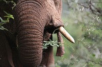 Old elephant, close up. Free public domain CC0 photo.