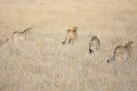 Cheetahs on the prowl in Lewa, Kenya.