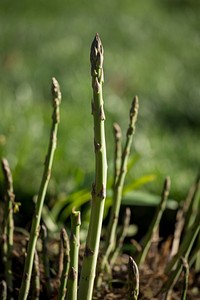 Asparagus of one to four years of maturity at the U.S. Department of Agriculture (USDA) Headquarters People's Garden in Washington, D.C., Wednesday, April 5, 2017.