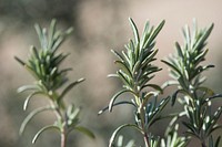 Beautiful rosemary plant background. Original public domain image from Flickr