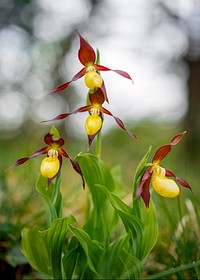 Lady's Slipper Orchid, the rarest flower in England blooming. Original public domain image from Flickr